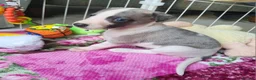 Whippet dogs for sale: The most precious! Kc wippets 🐶 boys & girls   - Advert 19