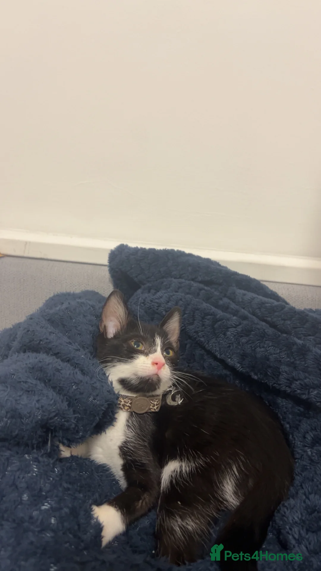 Aegean cats for sale: Kitten for sale need gone ASAP  - Advert 2