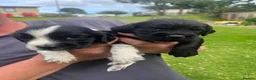 Cocker Spaniel dogs for sale: Working Cocker Spaniels in Haverfordwest - Advert 5