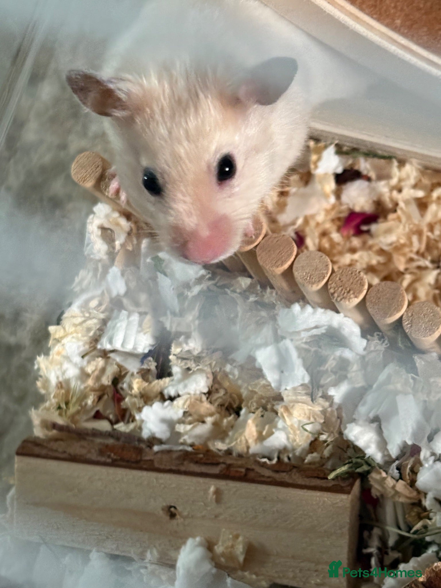 Hamster rodents Syrian hamster  - Advert 1