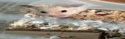 Hamster rodents for sale: Syrian hamster  - Advert 1