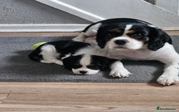 Cavalier King Charles Spaniel dogs for sale: 4 gorgeous puppies - Image 6
