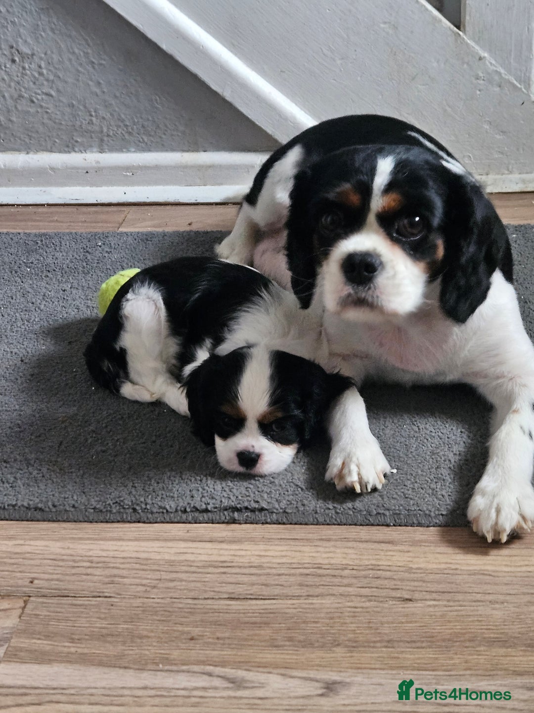 Cavalier King Charles Spaniel dogs for sale: 4 gorgeous puppies - Image 6