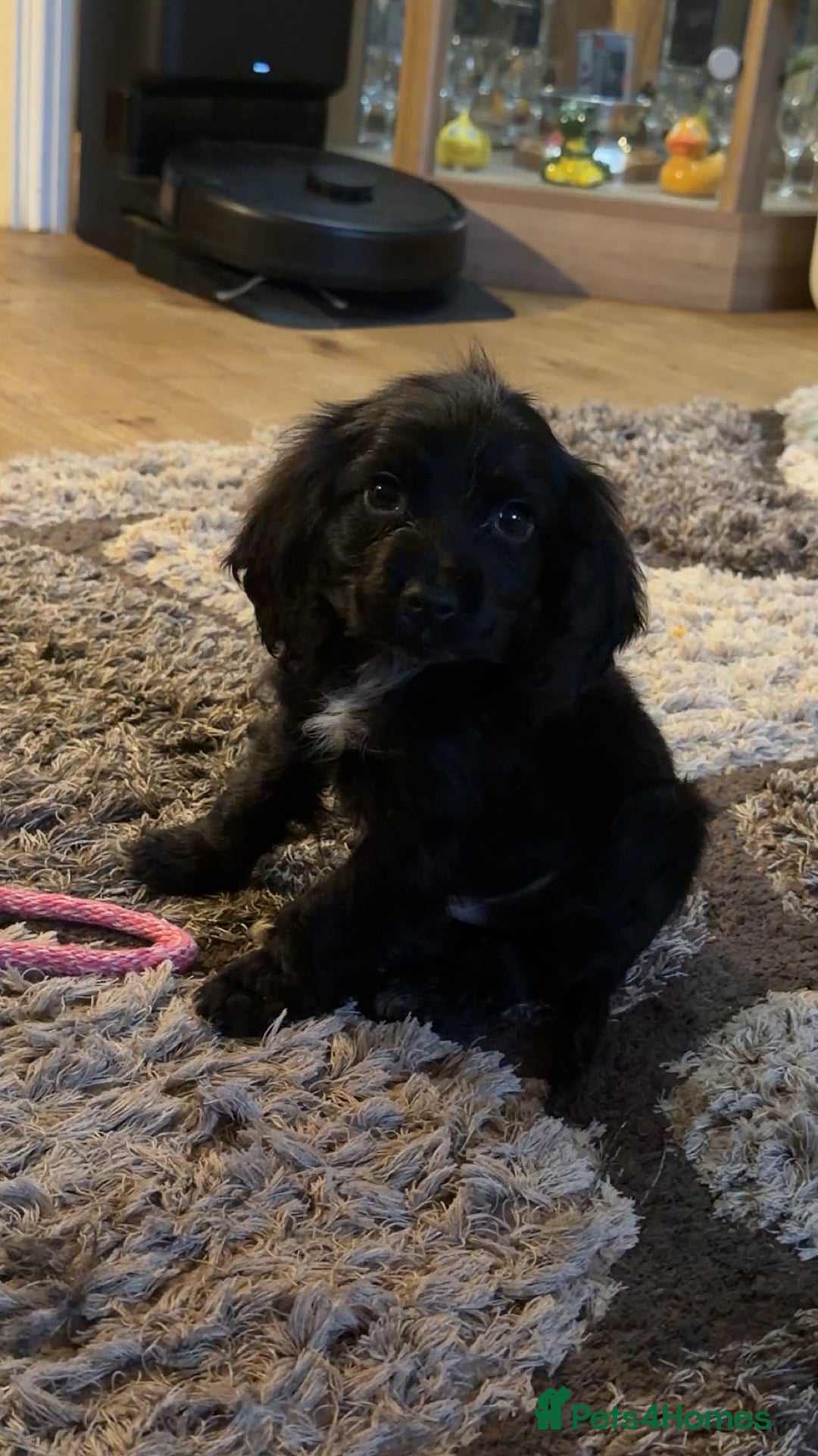 Cocker Spaniel dogs for sale: Cocker Spaniel Merle Puppies  - Advert 7
