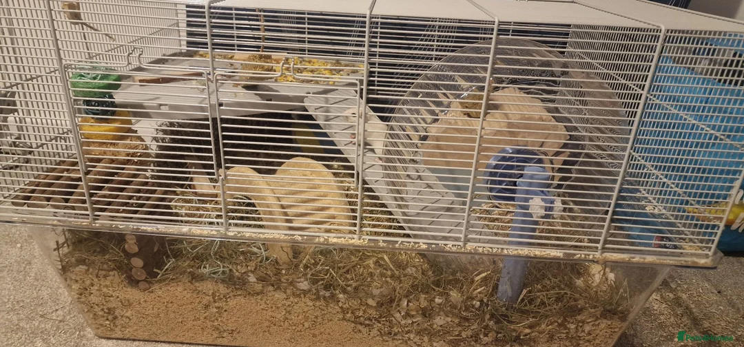 Gerbil rodents for sale: 2 paired gerbils and set up!  in Daventry - Advert 7
