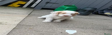 Cockapoo 1