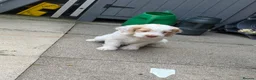 Cockapoo dogs for sale: F1 Cockapoo pups,  in Doncaster - Advert 2