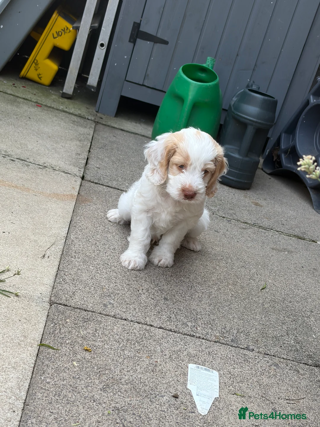 Cockapoo dogs for sale: F1 Cockapoo pups,  in Doncaster - Advert 2