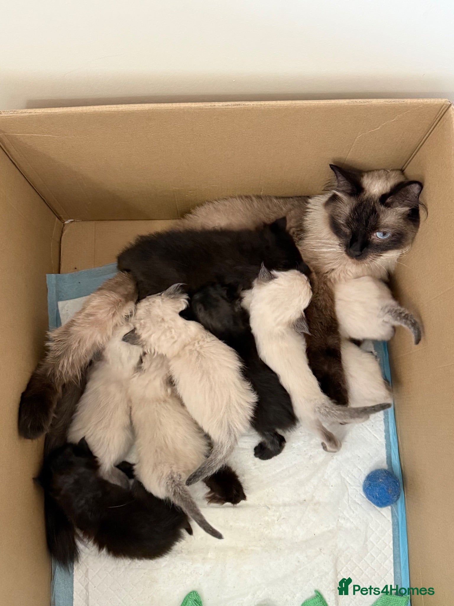 Mixed Breed cats Ragdoll & British Longhair Mix Kittens - Advert 1