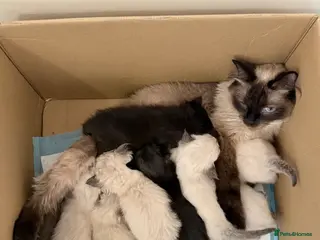 Mixed Breed cats Ragdoll & British Longhair Mix Kittens - Advert 1