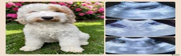 Australian Labradoodle dogs for sale: Multigeneration Australian Labradoodle due soon✨️ - Advert 12