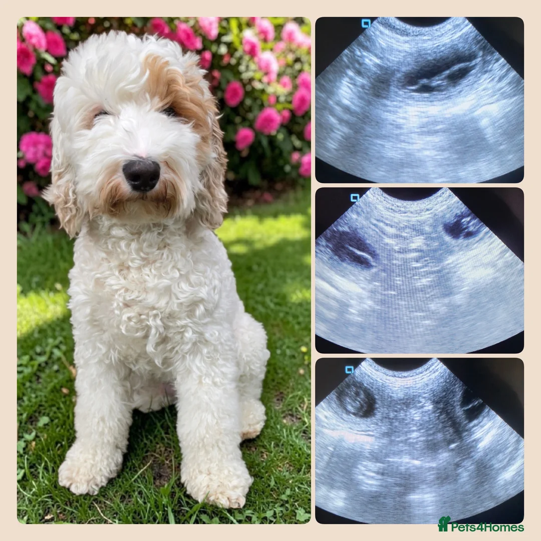 Australian Labradoodle dogs for sale: Multigeneration Australian Labradoodle due soon✨️ - Advert 12