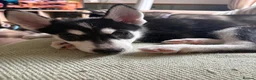 Siberian Husky dogs for sale: Siberian Huskies 12 week old female ready now  - Advert 16