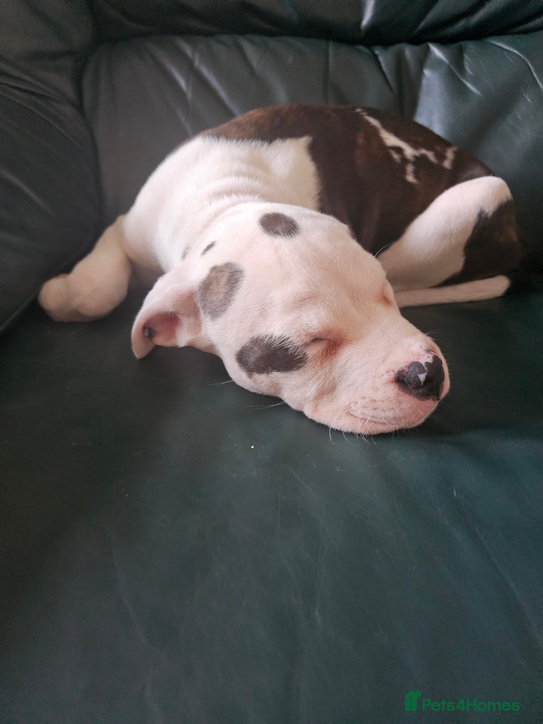 Mixed Breed dogs for sale: Staffordshire bull terrier cross puppies  - Advert 5