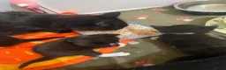 Domestic Shorthair cats for sale: 5 kittens looking for their forever homes  - Advert 2