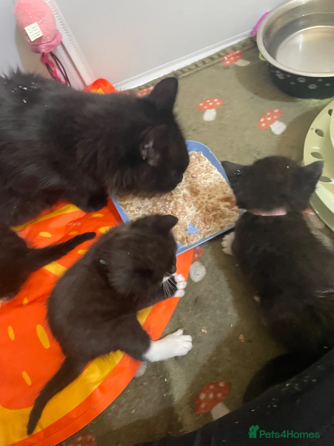 Domestic Shorthair cats for sale: 5 kittens looking for their forever homes  - Advert 2