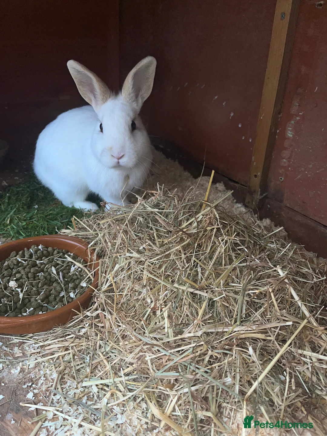 French Lop rabbits for sale: Rabbits  - Advert 1