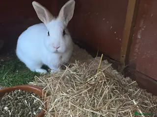 French Lop rabbits Rabbits - Advert 5