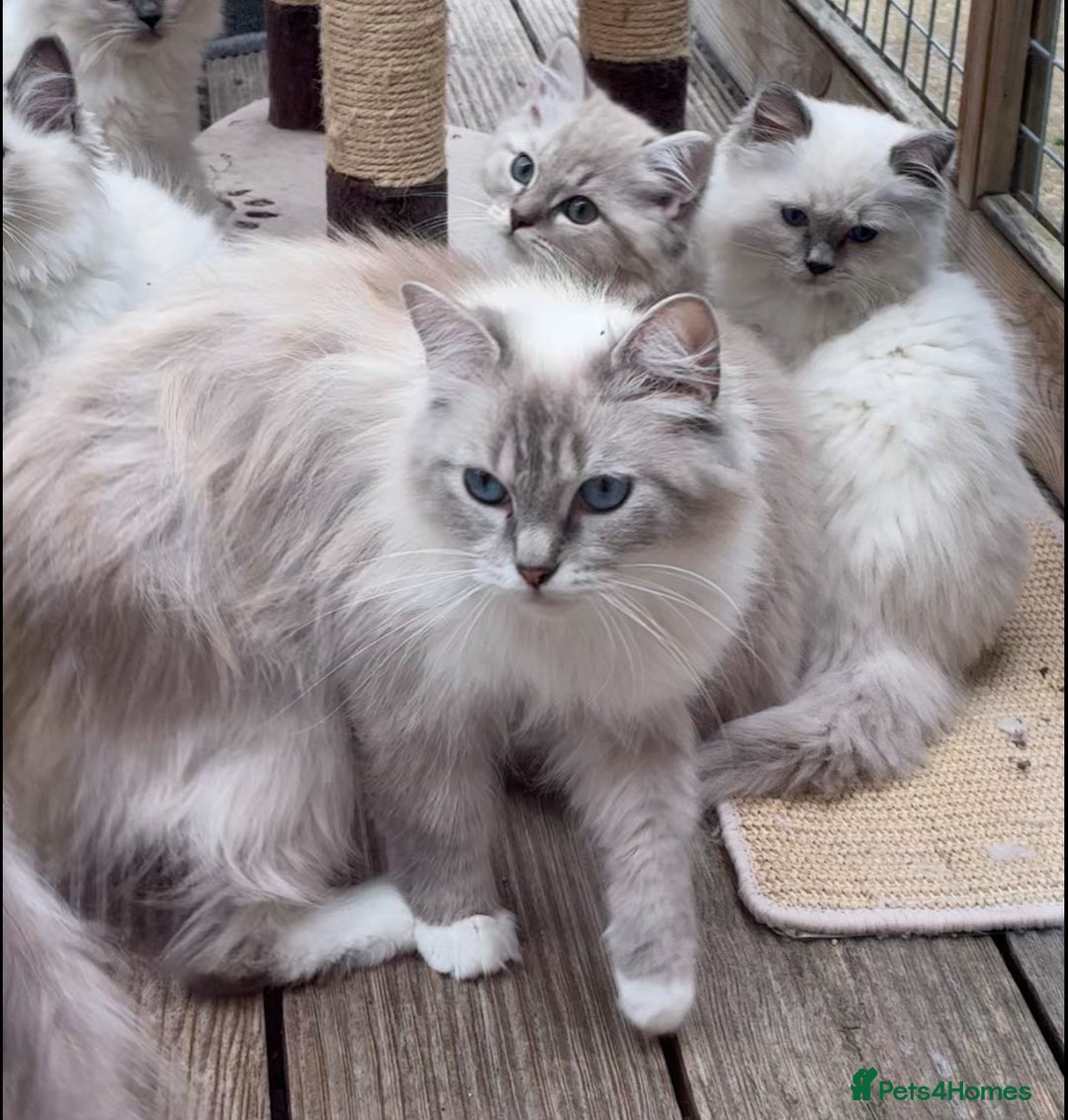 Ragdoll cats for sale: Female ragdoll kittens - Image 7