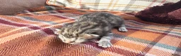 Mixed Breed cats for sale: Beautiful British Shorthaired Cross Kittens - Advert 27
