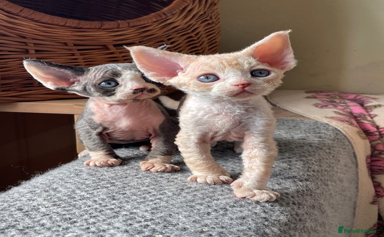Devon Rex cats - Advert 2