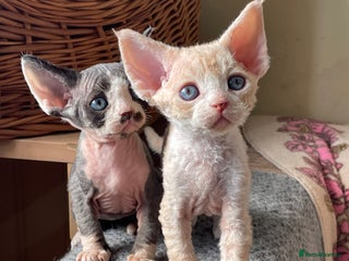 Devon Rex cats - Advert 2