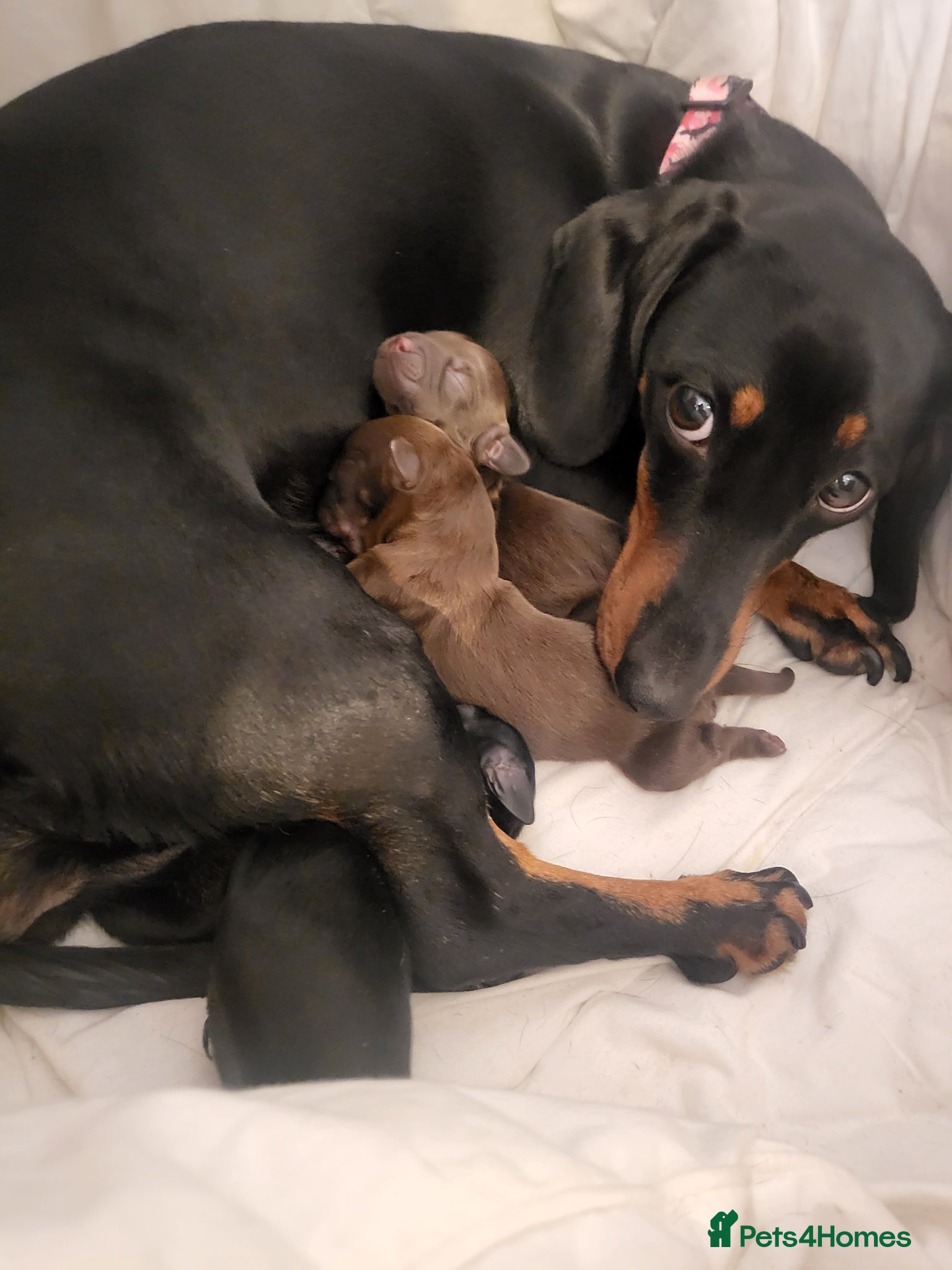 Mixed Breed dogs for sale: 🐾🐾 BEAUTIFUL DACHSHUND/SHI-POO PUPPIES . in Bridgend - Advert 14