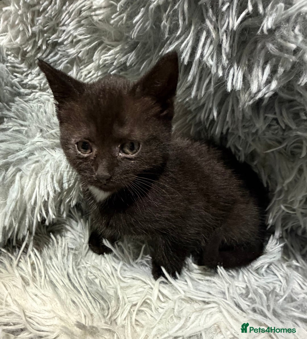 Persian cats for sale: Chinchilla persian cross kittens - Advert 17