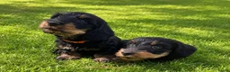 Dachshund dogs for sale: KC Mini Dachshunds. LAFORA/PRA (Cord1) Clear - Advert 5