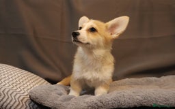 Welsh Corgi Pembroke dogs for sale: Stunning 33 Generation KC Pembroke Corgi Pups - Image 16