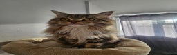 Maine Coon cats for sale: MAINE COON MIA  - Advert 8