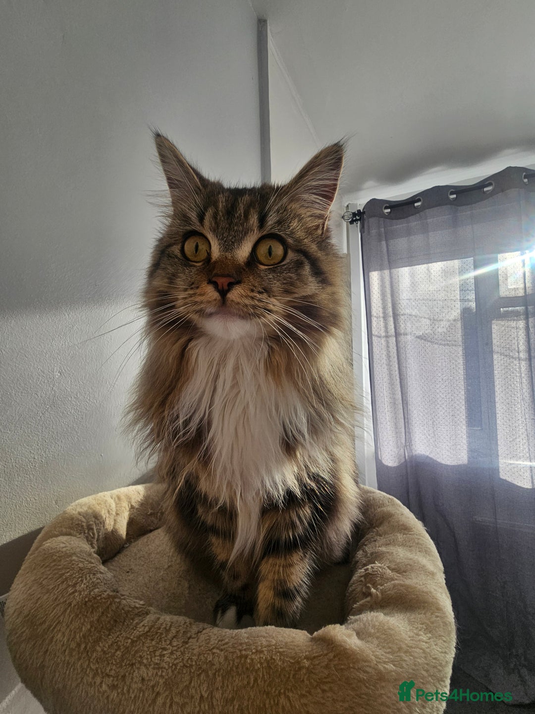 Maine Coon cats for sale: MAINE COON MIA  - Advert 8