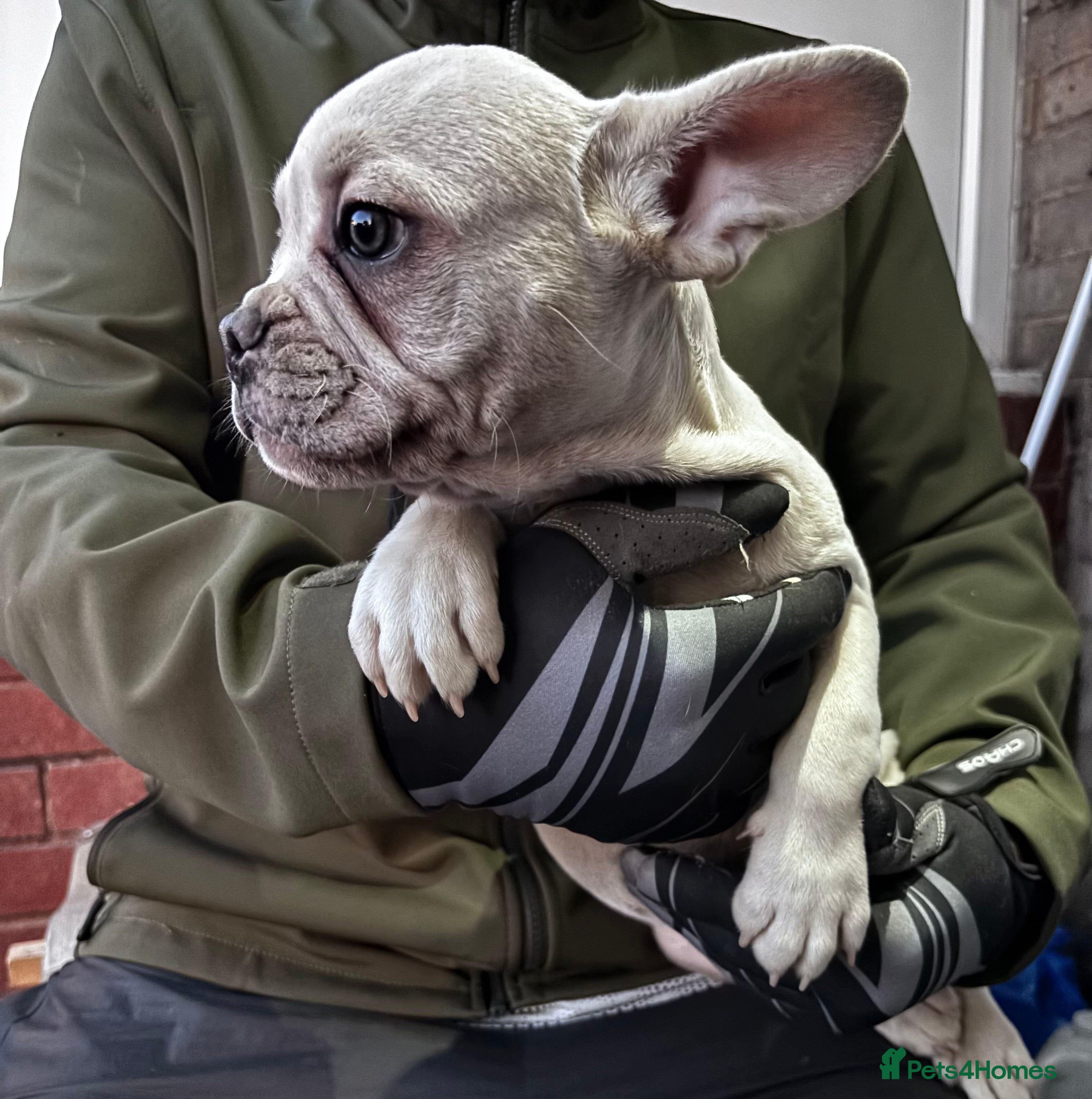 French Bulldog dogs French Bull Dog Puppies! - Advert 2