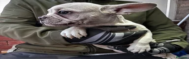 French Bulldog 1