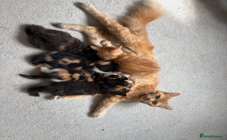 British Longhair cats - Advert 2