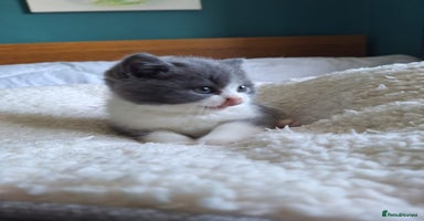 British Shorthair cats - Advert 4