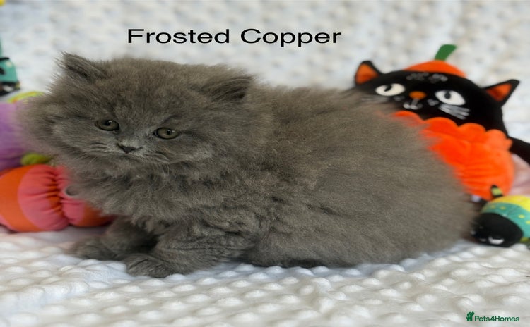 British Longhair cats - Advert 6