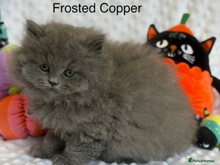 British Longhair cats - Advert 12