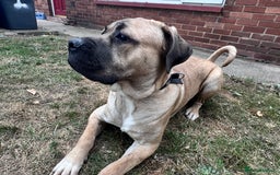 Cane Corso dogs for sale: Cane Corso Male - Image 7