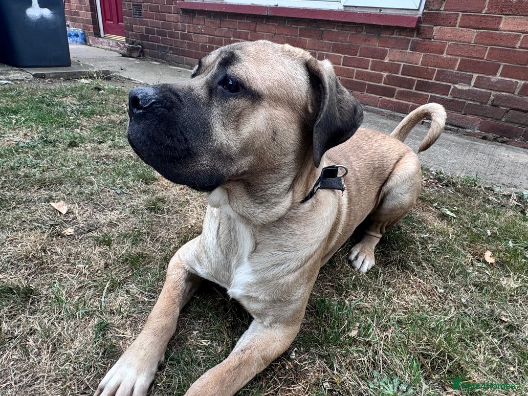 Cane Corso dogs for sale: Cane Corso Male - Image 7
