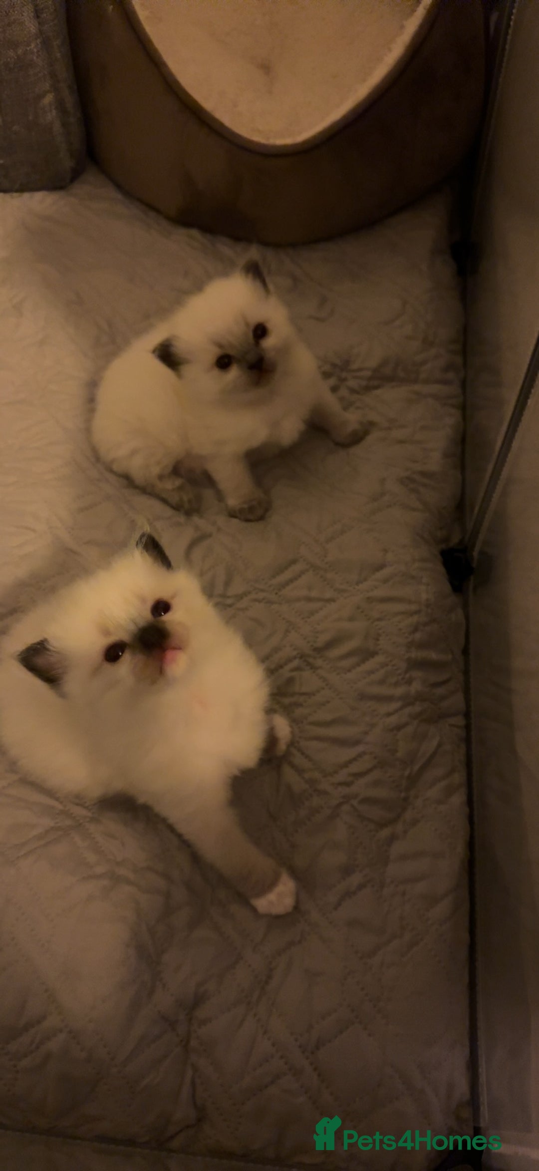 Ragdoll cats for sale: Last mitted Ragdoll boy available  - Advert 8