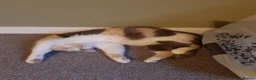 Mixed Breed cats for sale: Free - Two kittens to experienced cat owners - Advert 2