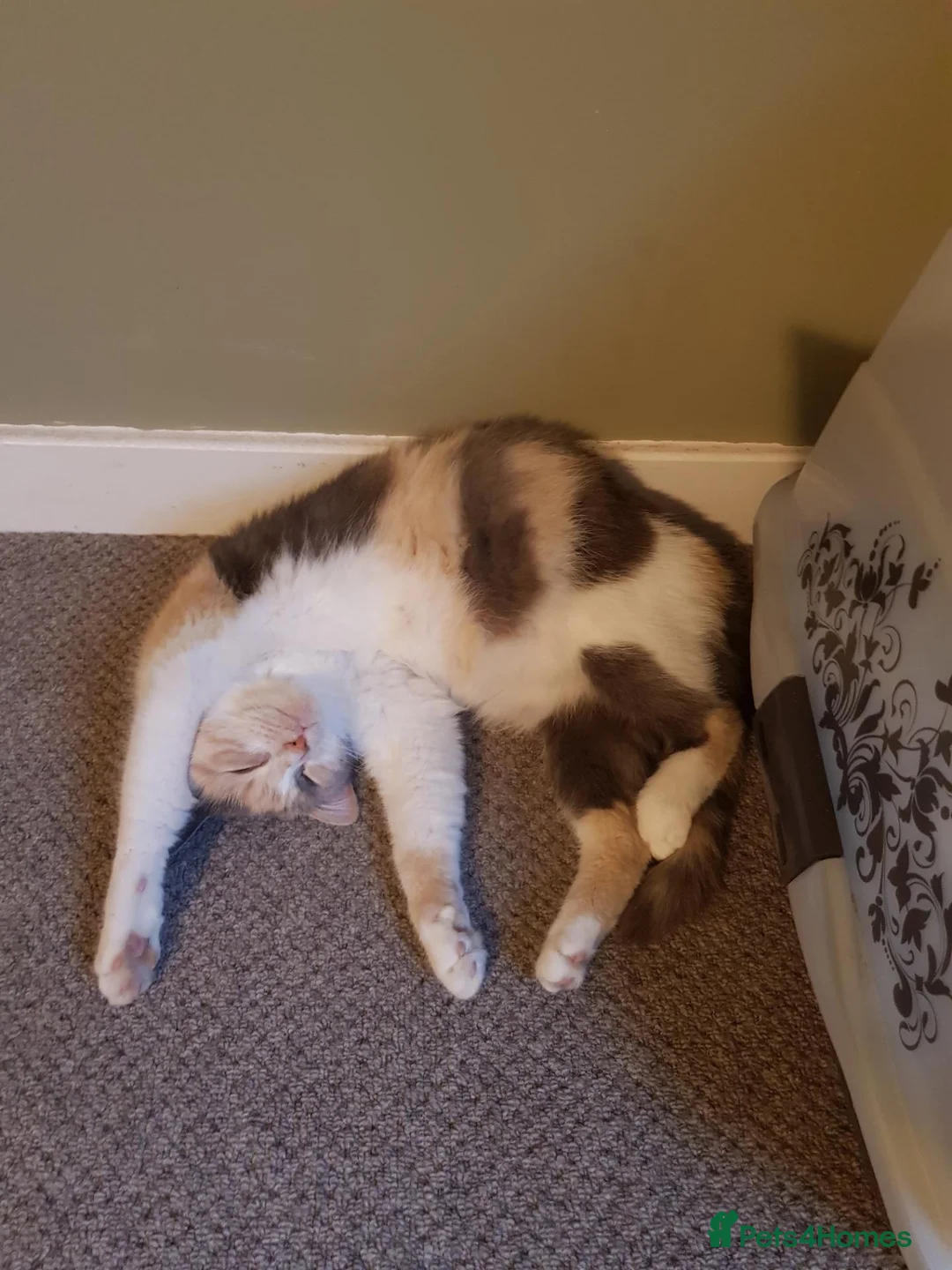 Mixed Breed cats for sale: Free - Two kittens to experienced cat owners - Advert 2