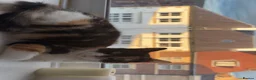 Mixed Breed cats for sale: 3 Female kittens - Advert 8