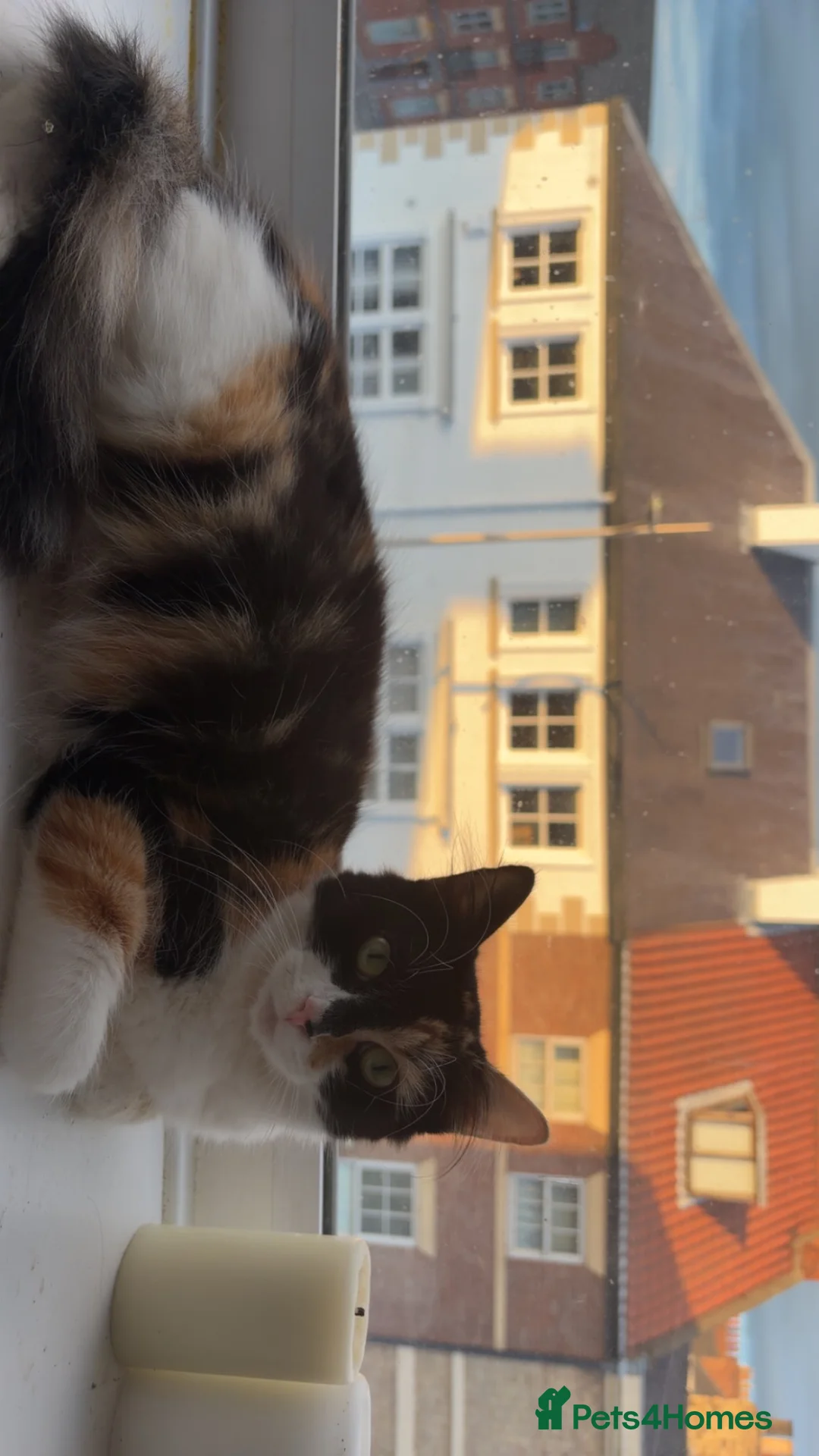 Mixed Breed cats for sale: 3 Female kittens - Advert 8