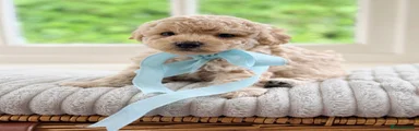 Mixed Breed 2