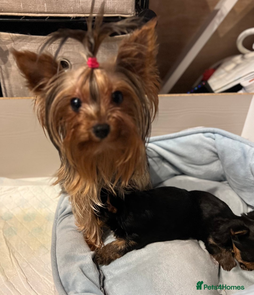 Yorkshire Terrier dogs for sale: Little pedigree yorkie pups - Advert 9