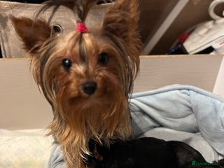 Yorkshire Terrier dogs Little pedigree yorkie pups - Advert 4