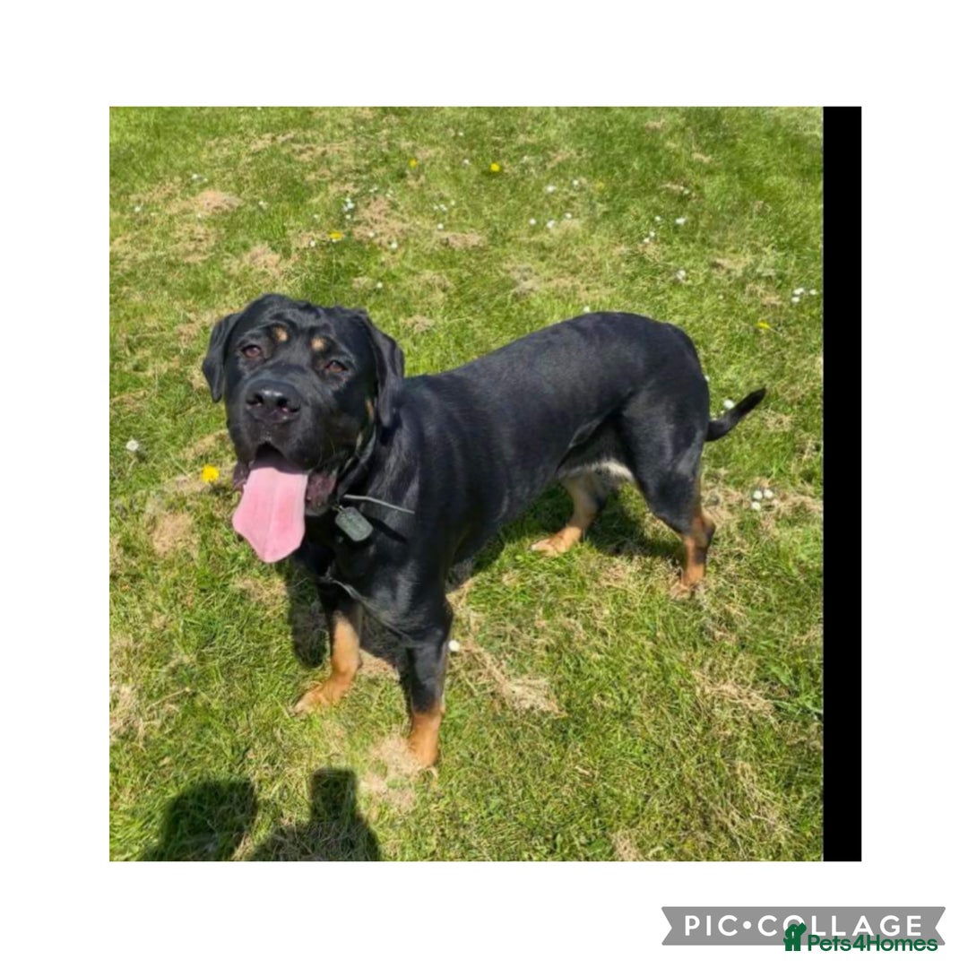 Cane Corso dogs for sale: Last 2 cane corso girls  - Image 6
