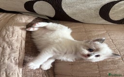 Ragdoll cats for sale: Gorgeous ragdoll kittens - Image 11